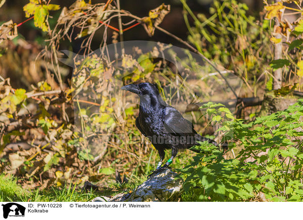 Kolkrabe / common raven / PW-10228