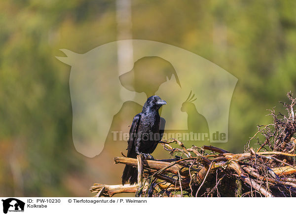 Kolkrabe / common raven / PW-10230
