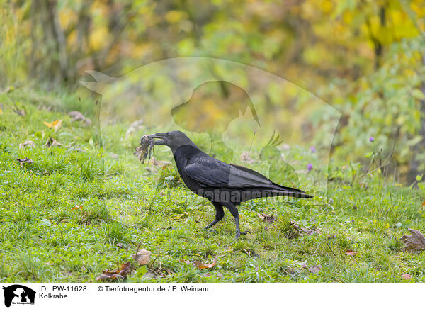 Kolkrabe / common raven / PW-11628