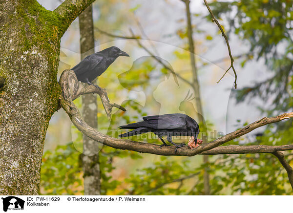 Kolkraben / common ravens / PW-11629