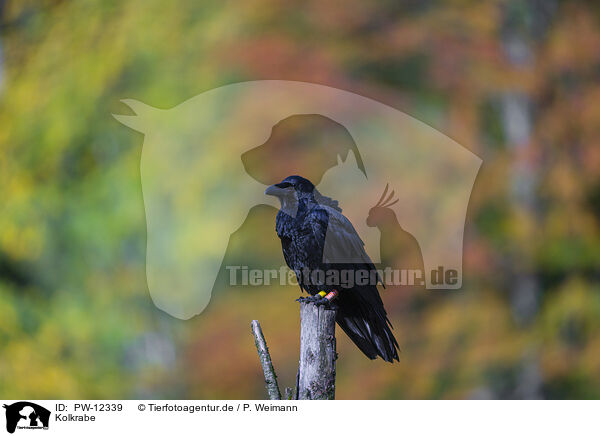 Kolkrabe / common raven / PW-12339