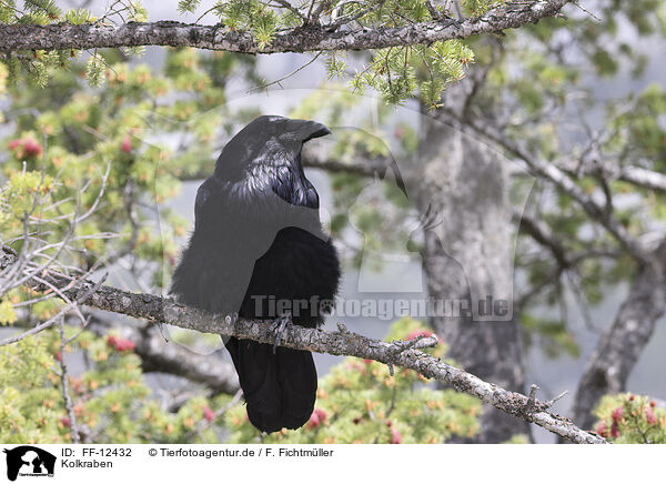 Kolkraben / common ravens / FF-12432