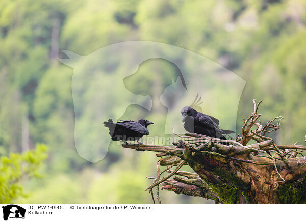 Kolkraben / common ravens / PW-14945