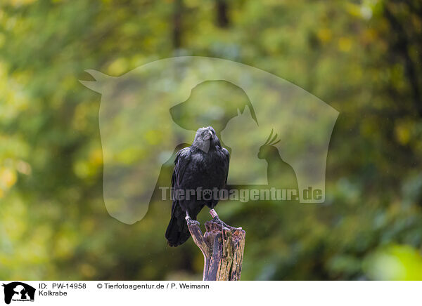 Kolkrabe / common raven / PW-14958