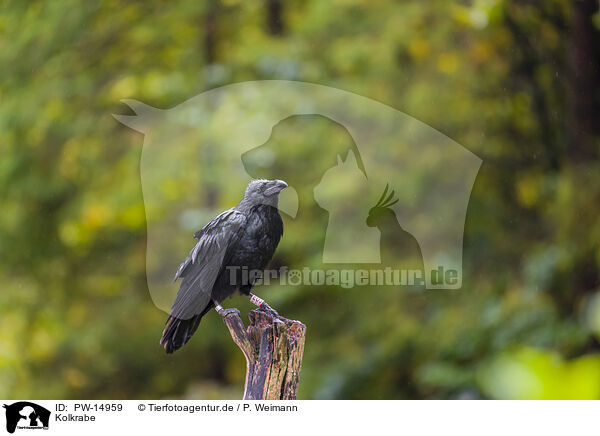 Kolkrabe / common raven / PW-14959