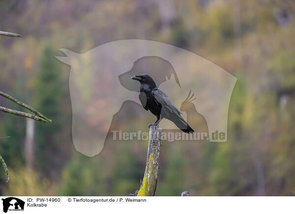 Kolkrabe / common raven / PW-14960