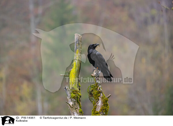 Kolkrabe / common raven / PW-14961