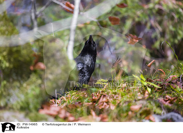 Kolkrabe / common raven / PW-14965