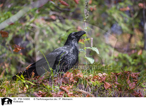 Kolkrabe / common raven / PW-14966