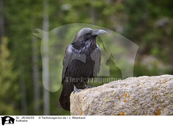 Kolkrabe / common raven / JR-06255