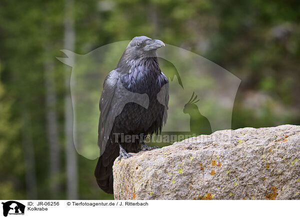 Kolkrabe / common raven / JR-06256
