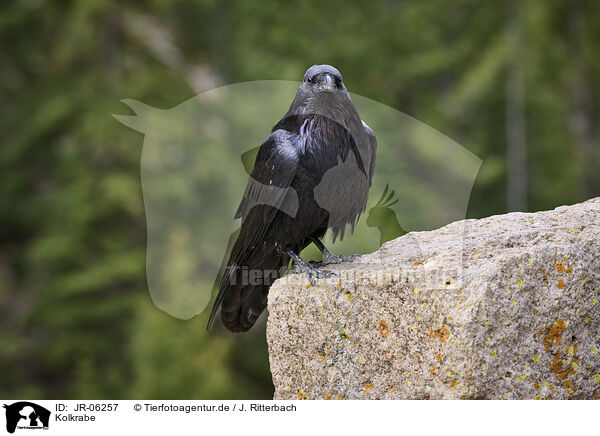 Kolkrabe / common raven / JR-06257