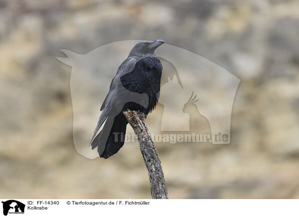 Kolkrabe / common raven / FF-14340