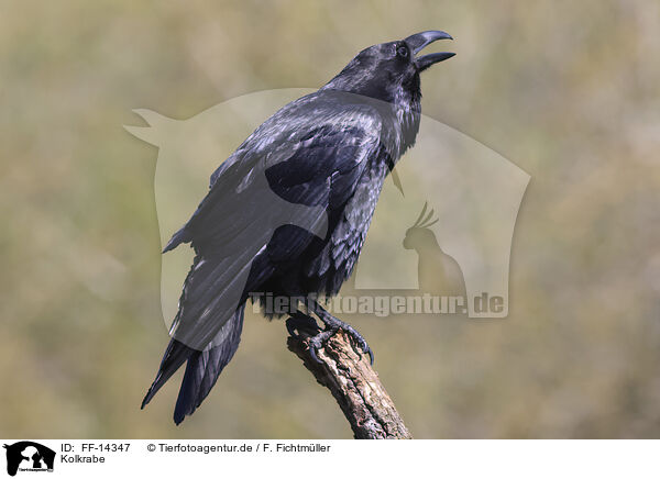Kolkrabe / common raven / FF-14347