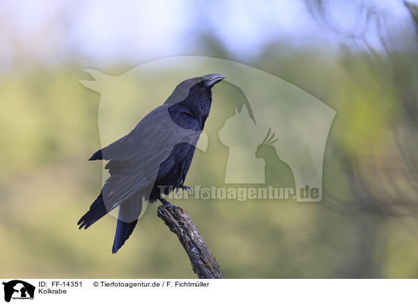 Kolkrabe / common raven / FF-14351
