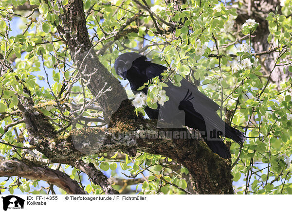 Kolkrabe / common raven / FF-14355