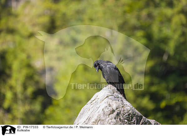 Kolkrabe / common raven / PW-17333