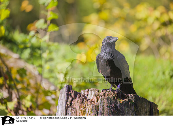 Kolkrabe / common raven / PW-17343