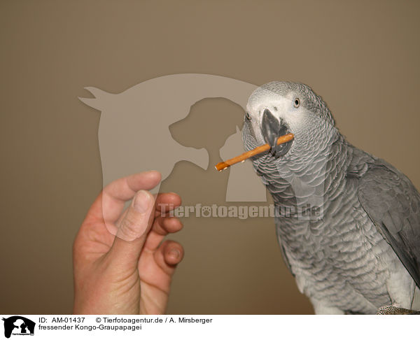 fressender Kongo-Graupapagei / eating african grey parrot / AM-01437
