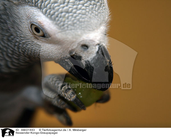 fressender Kongo-Graupapagei / AM-01443