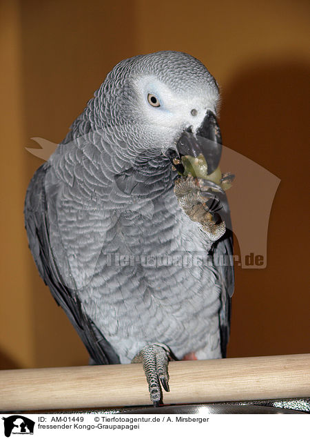 fressender Kongo-Graupapagei / eating african grey parrot / AM-01449