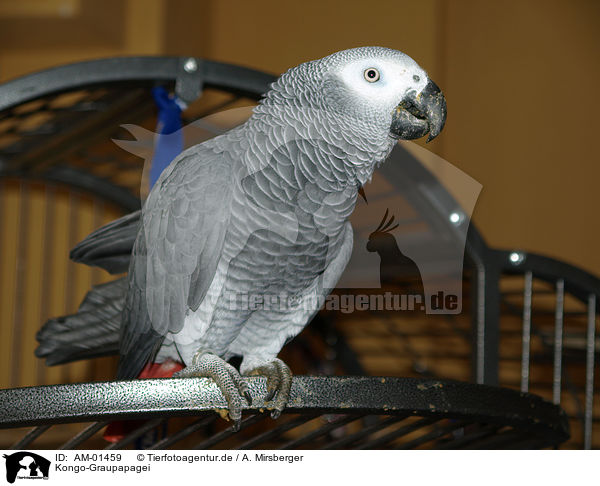 Kongo-Graupapagei / african grey parrot / AM-01459