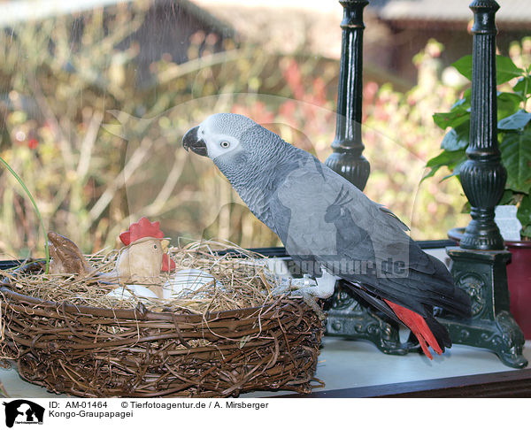 Kongo-Graupapagei / african grey parrot / AM-01464