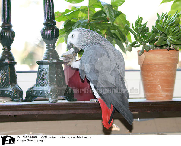 Kongo-Graupapagei / african grey parrot / AM-01465