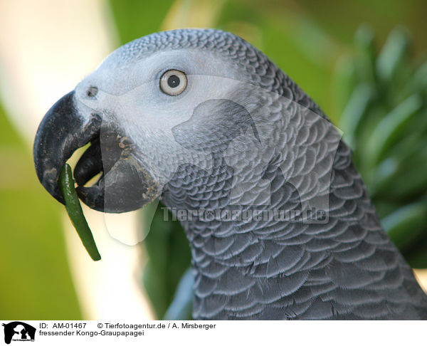 fressender Kongo-Graupapagei / eating african grey parrot / AM-01467