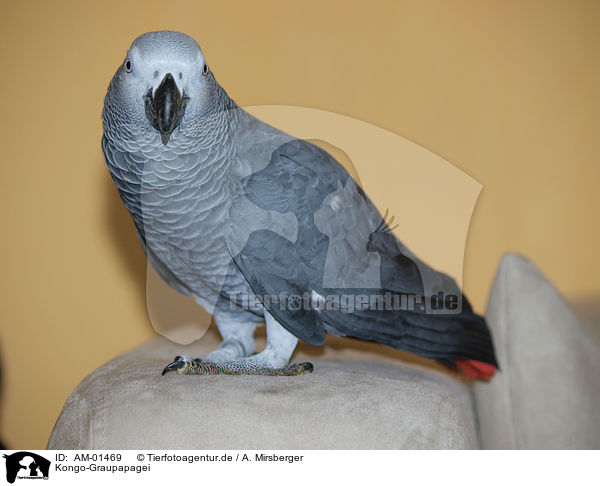 Kongo-Graupapagei / african grey parrot / AM-01469
