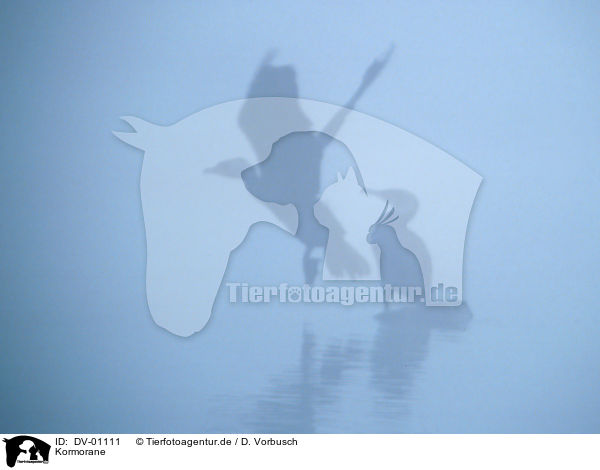 Kormorane / DV-01111