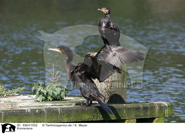 Kormorane / Great Cormorant / KM-01052