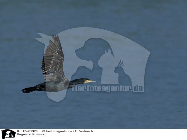 fliegender Kormoran / flying great cormorant / DV-01328
