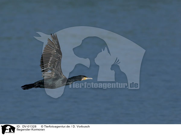 fliegender Kormoran / DV-01328