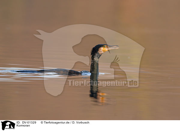 Kormoran / Great Cormorant / DV-01329