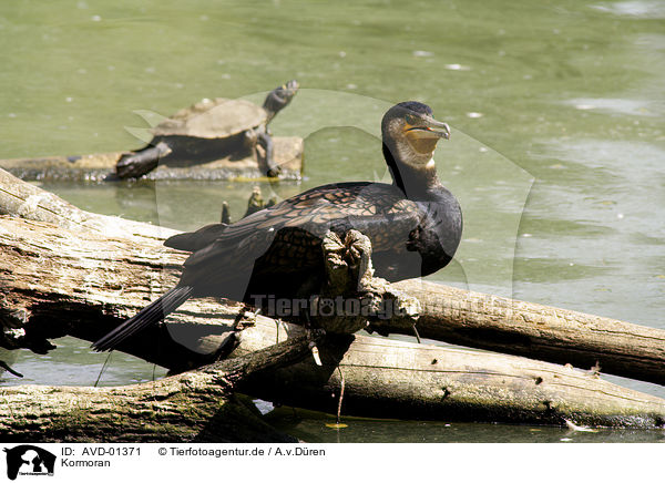 Kormoran / Great Cormorant / AVD-01371