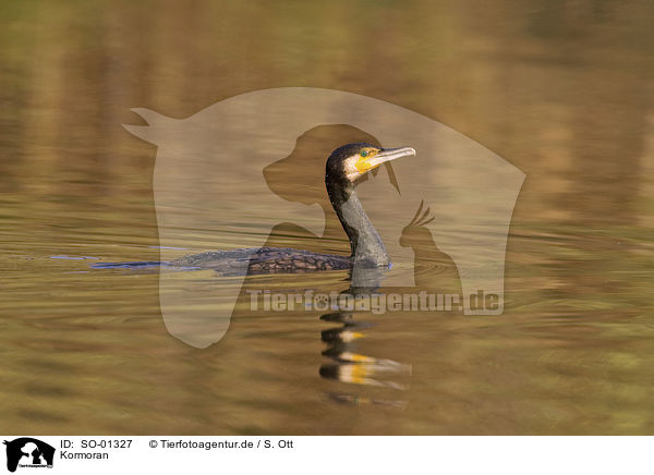 Kormoran / cormorant / SO-01327