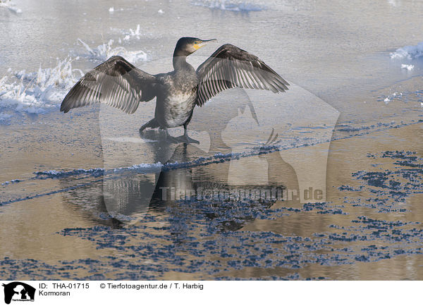 Kormoran / cormorant / THA-01715