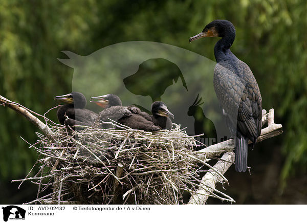 Kormorane / cormorants / AVD-02432