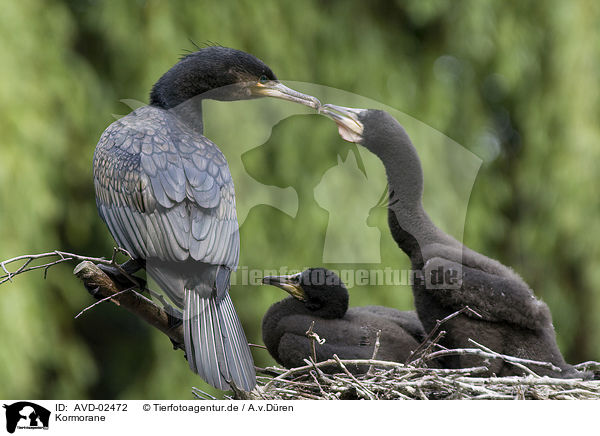Kormorane / cormorants / AVD-02472