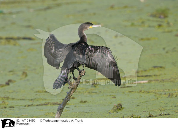 Kormoran / cormorant / AT-01450