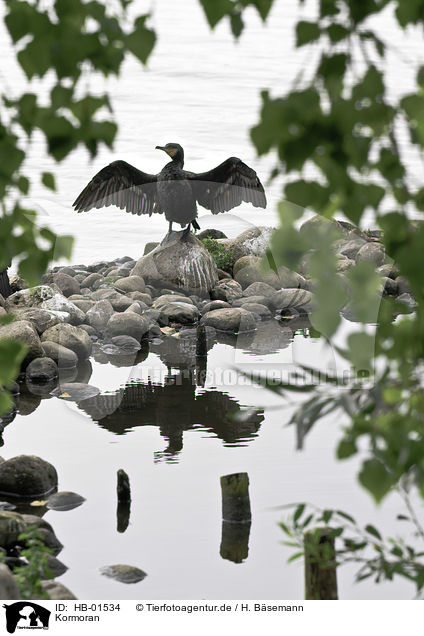 Kormoran / HB-01534