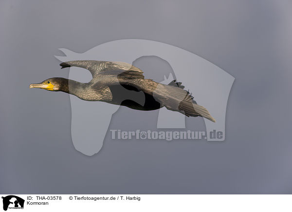 Kormoran / THA-03578