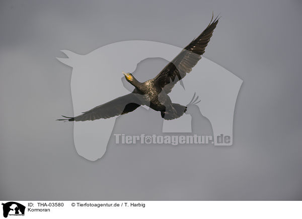 Kormoran / THA-03580