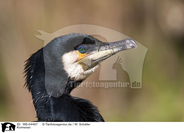 Kormoran / WS-04467