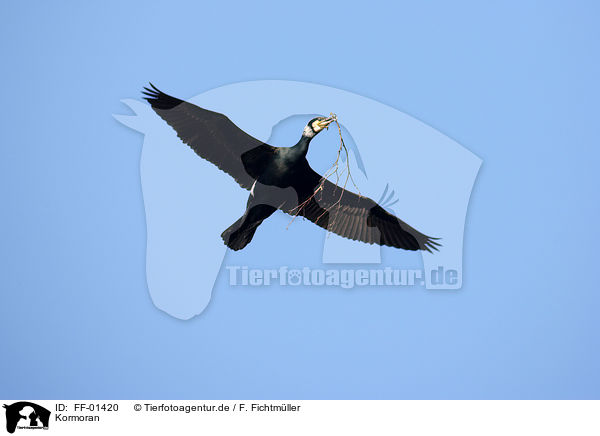 Kormoran / cormorant / FF-01420