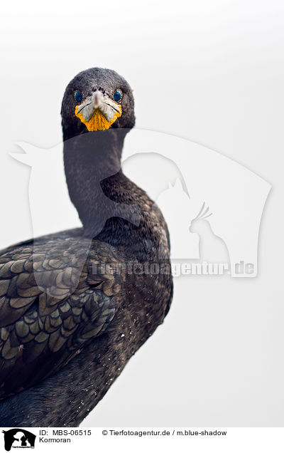 Kormoran / cormorant / MBS-06515