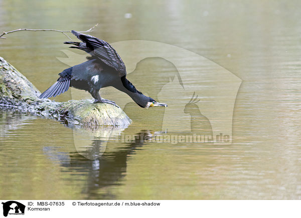 Kormoran / MBS-07635