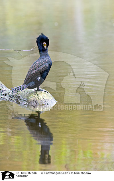 Kormoran / cormorant / MBS-07636