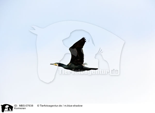 Kormoran / MBS-07638